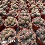 Echinocereus viridiflorus Clustering - Image 2