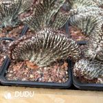 Euphorbia zoutpansbergensis Cristata