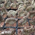 Euphorbia zoutpansbergensis Cristata - Image 2