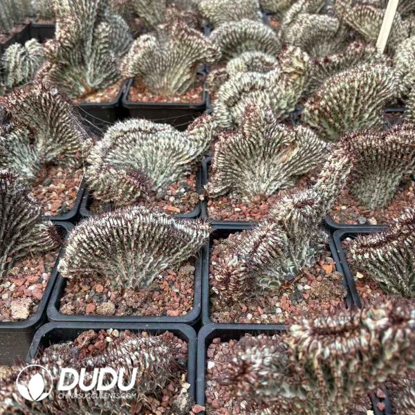 Euphorbia zoutpansbergensis Cristata - Image 2