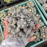 (Rootless)Astrophytum Myriostigma var. Columnare Clustering