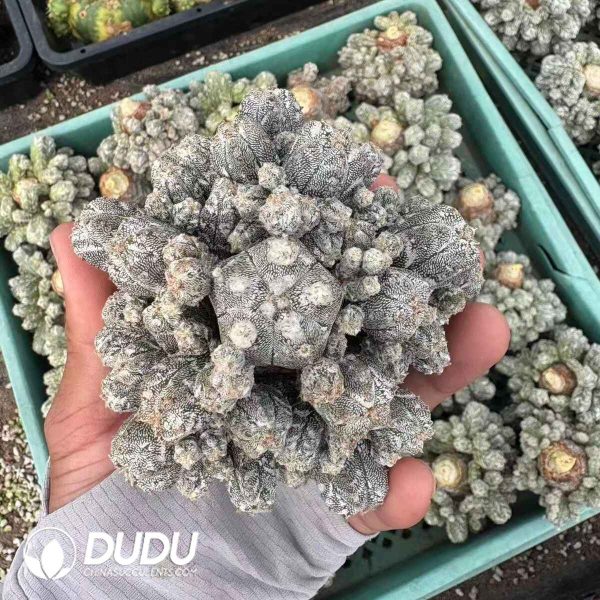 (Rootless)Astrophytum Myriostigma var. Columnare Clustering - Image 1