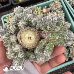 (Rootless)Astrophytum Myriostigma var. Columnare Clustering - Image 2