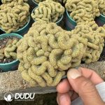 Mammillaria schiedeana Cristata