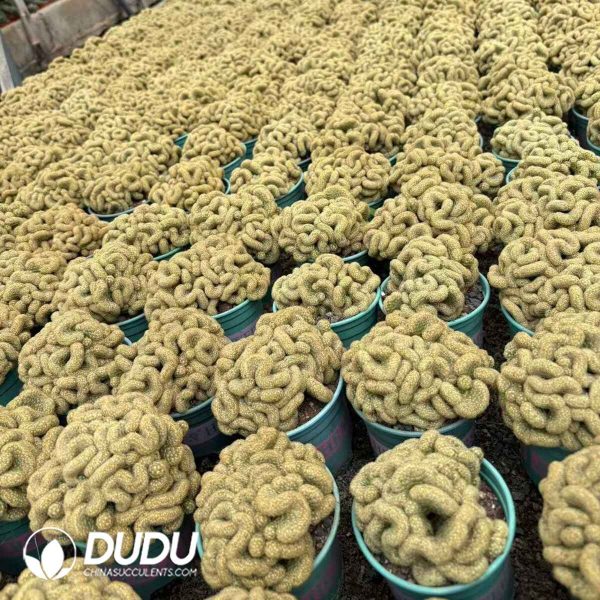 Mammillaria schiedeana Cristata - Image 2