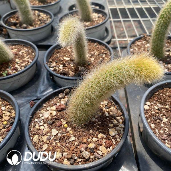 Cleistocactus winteri - Image 1