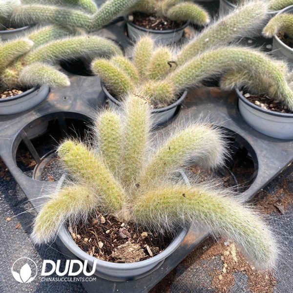 Cleistocactus winteri Clustering - Image 1