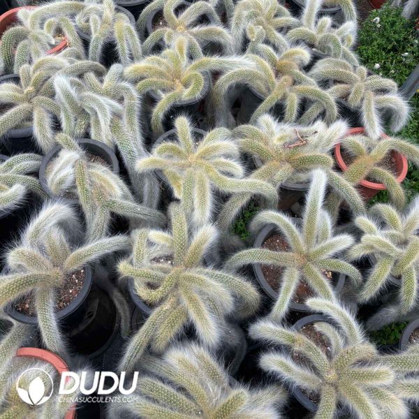 Cleistocactus winteri Clustering - Image 1