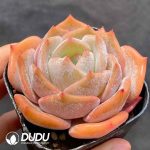 Echeveria Wide-leaf