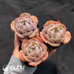 Echeveria Wide-leaf - Image 2