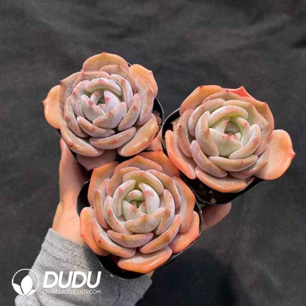 Echeveria Wide-leaf - Image 2