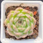 Echeveria Malgan New No.1