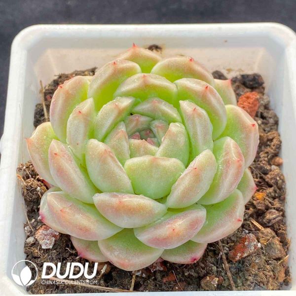 Echeveria Malgan New No.1 - Image 2