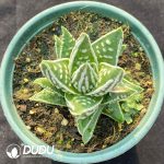 Haworthia CV. Angel Tears