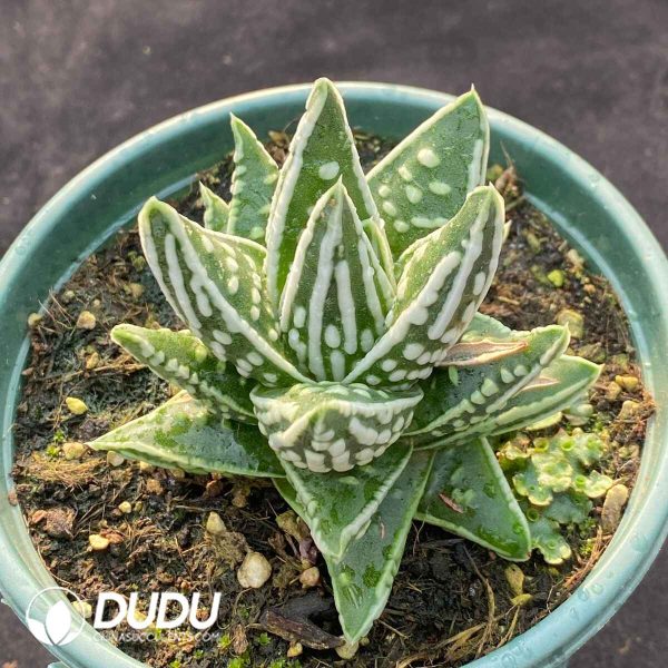 Haworthia CV. Angel Tears - Image 2
