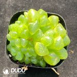 Haworthia Cooperi