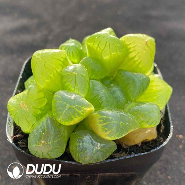 Haworthia Cooperi - Image 2