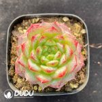 Echeveria BM277