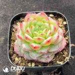Echeveria BM277 - Image 2