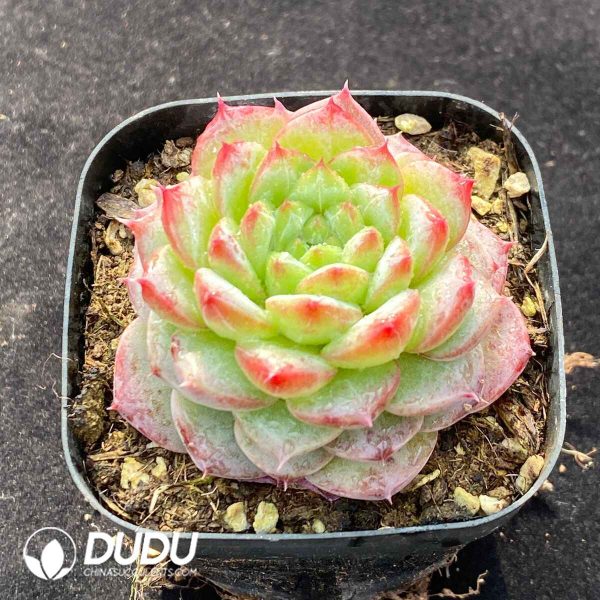 Echeveria BM277 - Image 2