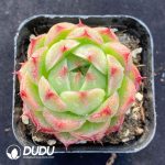 Echeveria BM352