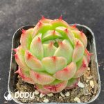 Echeveria BM352 - Image 2