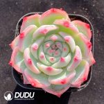 Echeveria Chihuahuaensis