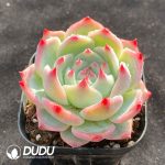 Echeveria Chihuahuaensis - Image 2