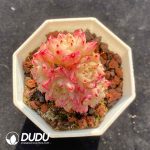 Echeveria Malgan Clustering