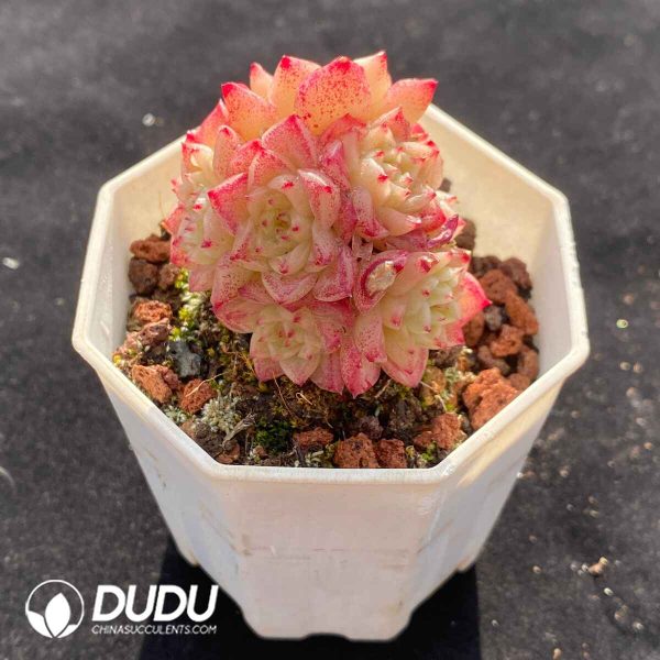 Echeveria Malgan Clustering - Image 2