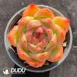 Echeveria Giriyan