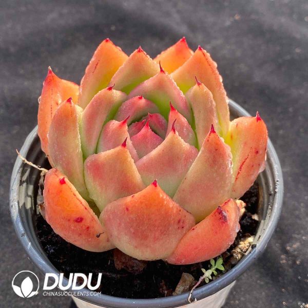 Echeveria Giriyan - Image 2