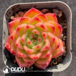 Echeveria Ashton