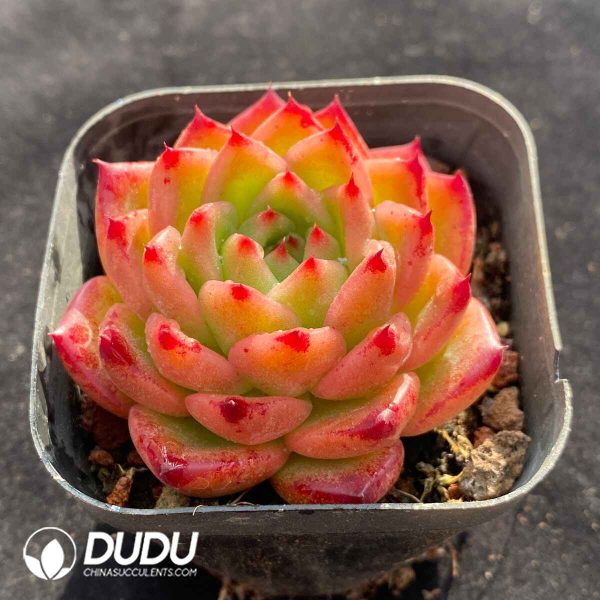 Echeveria Ashton - Image 2