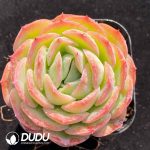 Echeveria X2-01