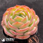 Echeveria X2-01 - Image 2