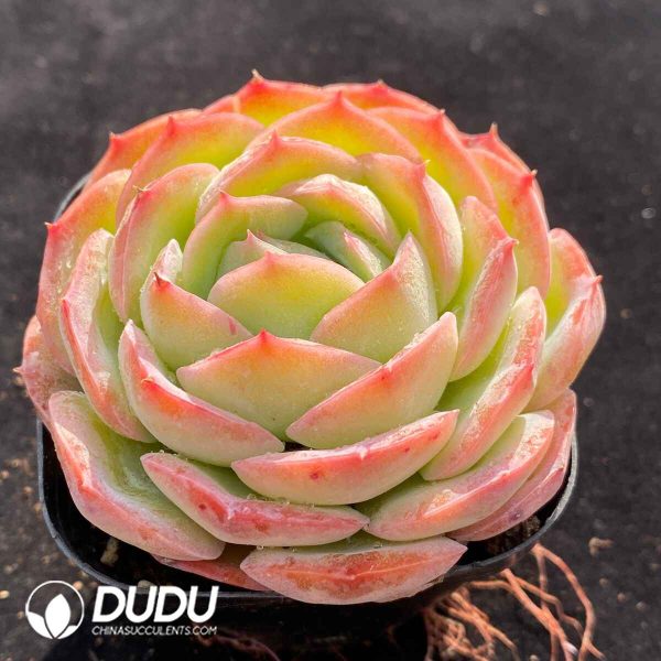 Echeveria X2-01 - Image 2