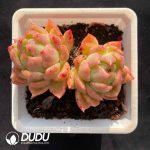 Echeveria Giriyan Double Heads
