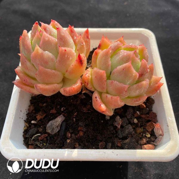 Echeveria Giriyan Double Heads - Image 2