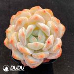 Echeveria X7-06