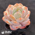 Echeveria X7-06 - Image 2