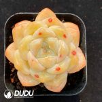 Echeveria X