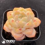 Echeveria X - Image 2