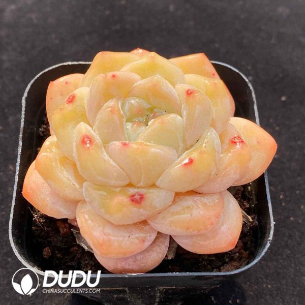 Echeveria X - Image 2
