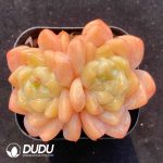 Echeveria X Double Heads