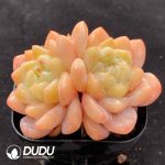 Echeveria X Double Heads - Image 2
