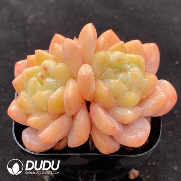 Echeveria X Double Heads - Image 2