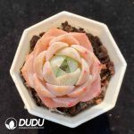 Echeveria G4-12