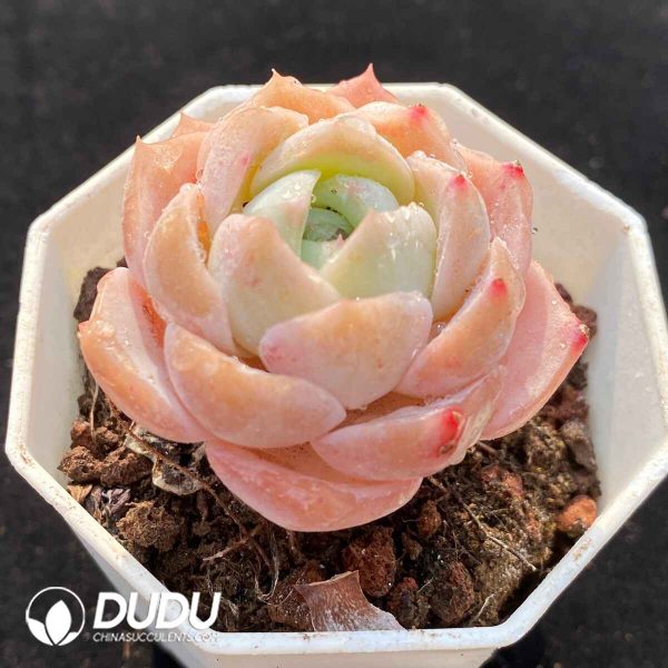 Echeveria G4-12 - Image 2