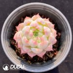 Echeveria Elegans Alba